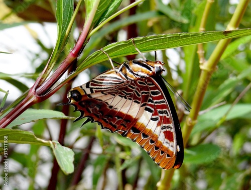Charaxes brutus - The white-barred emperor butterfly