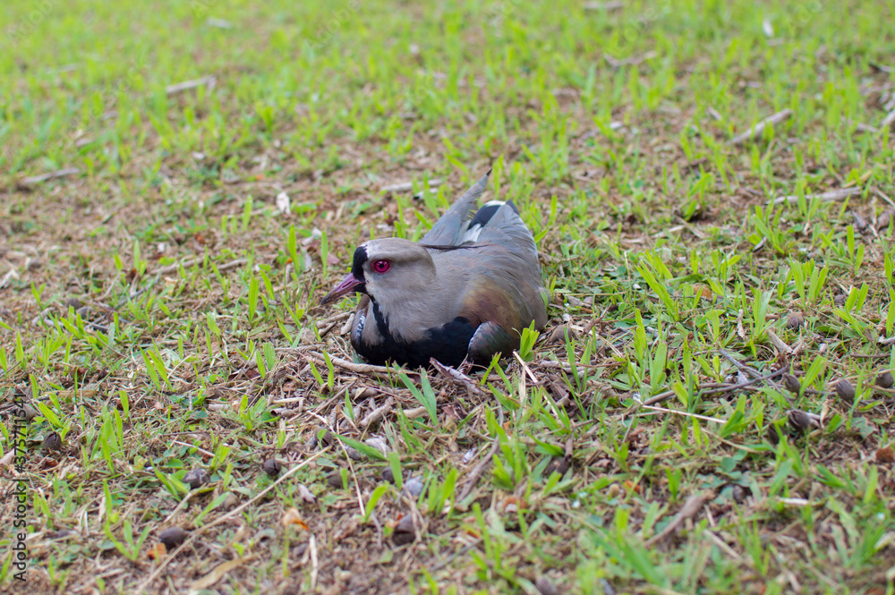 Pajaro Gris