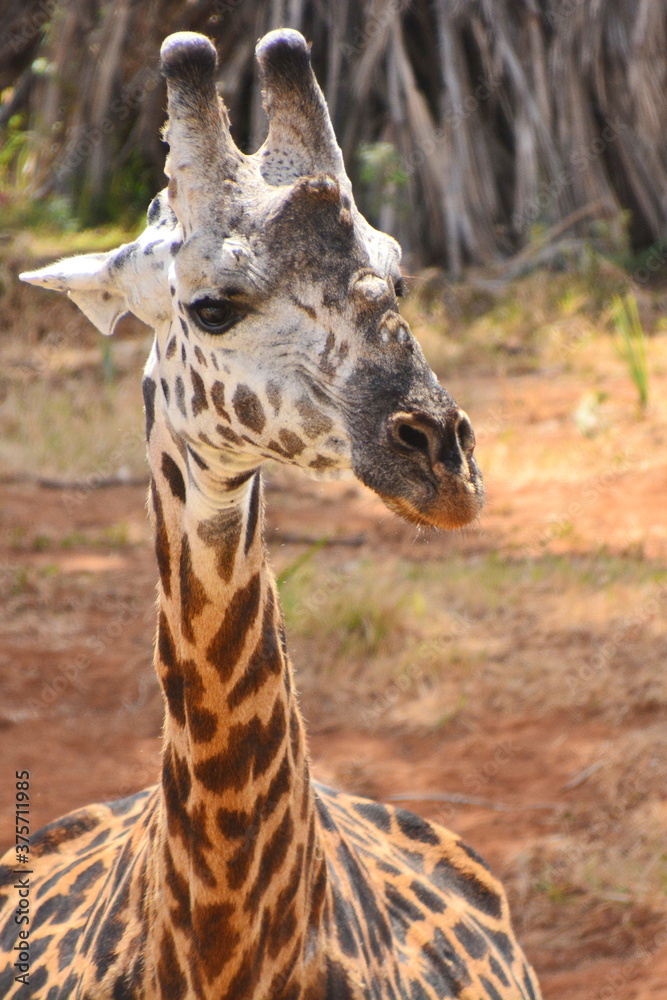 Obraz premium Closeup of a giraffe as it looks around.