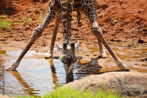 Photography A giraffe pausing to drink water.