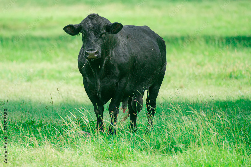 Black Cow. Farming Ranch Angus and Hereford Cattle. Bull in spain in the green field. Black Cow. Farming Ranch Angus and Hereford Cattle. Bull in spain in the green field.