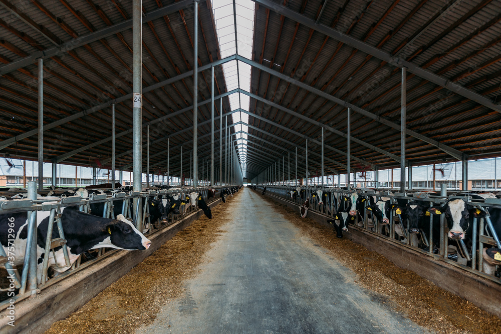Diary cows in modern free livestock stall Diary cows in modern free livestock stall