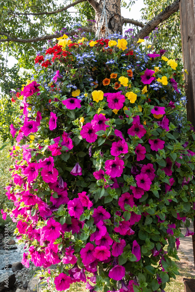 Hanging Basket Full of Colorful Flowers 
