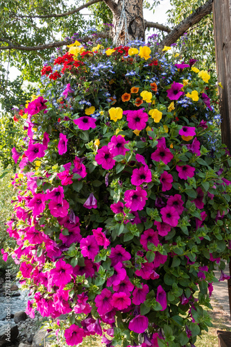 Hanging Basket Full of Colorful Flowers  © Melanie