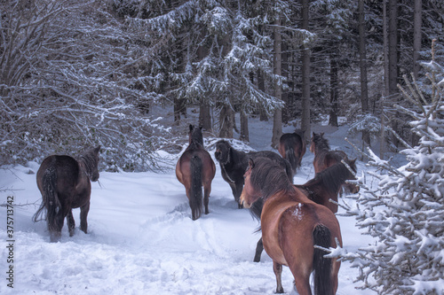 Horses playing in snow in a forest