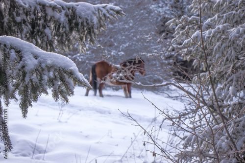 Horse in forest in winter