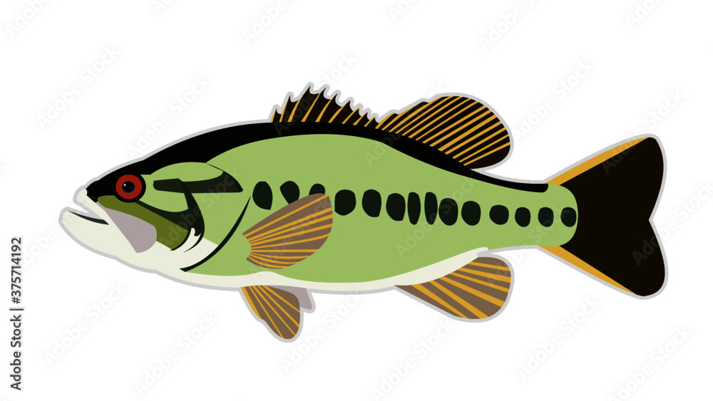 Large Mouth Bass Large Mouth Bass
