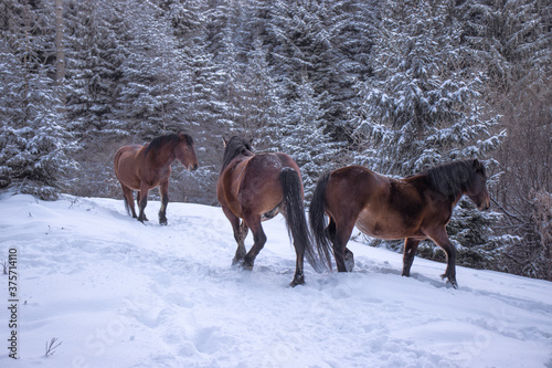 Horses playing in snow in a forest