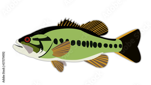 Large Mouth Bass
