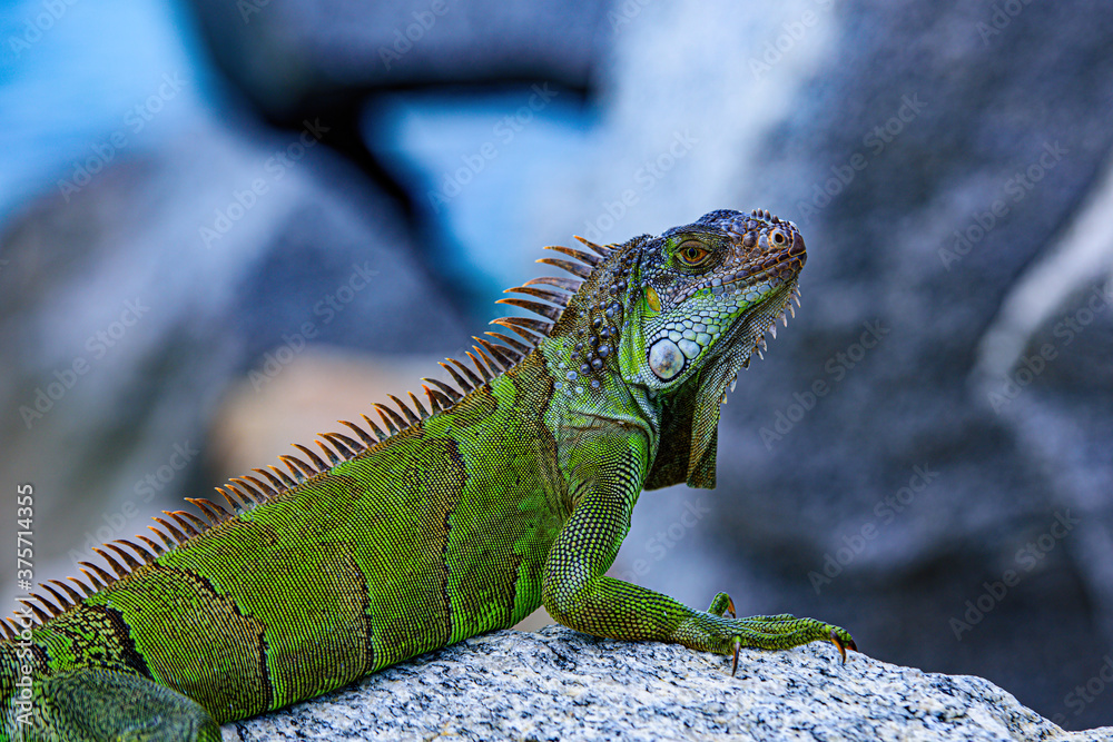 Obraz premium Wildlife reptile in Florida. Green lizards iguana. Iguana dragon close up.