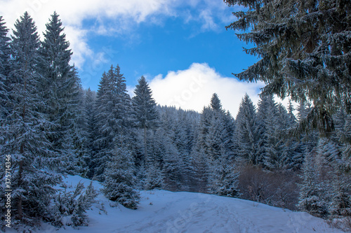 Snowy woods in winter