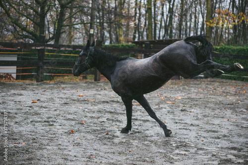 Wild horse running in the rain