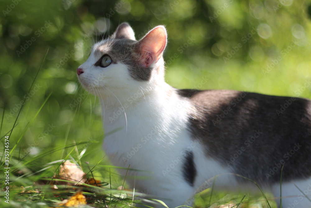 A beautiful gray-white cat in a sunny summer garden on a blurred background of bright green grass looks up at something with curiosity and attention. Portrait of a cute cat outdoor.