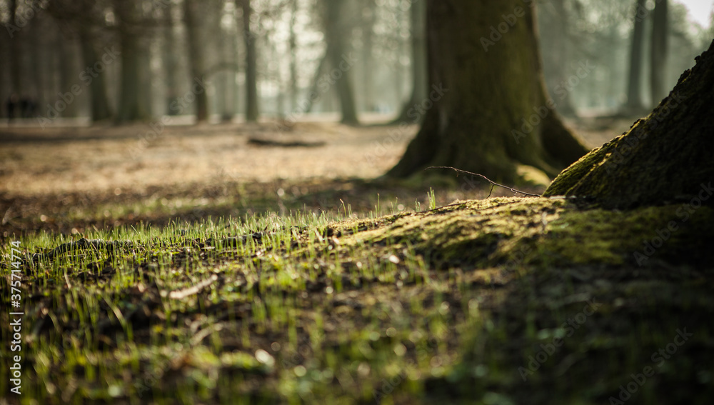 Misty forest Misty forest