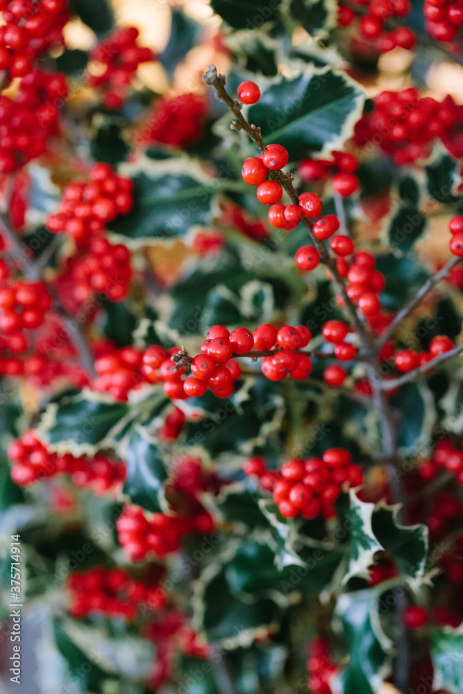 Berries in autumn Berries in autumn