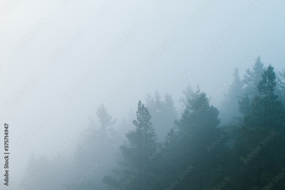 Aerial view of spruce trees eneloped in thick fog Aerial view of spruce trees eneloped in thick fog