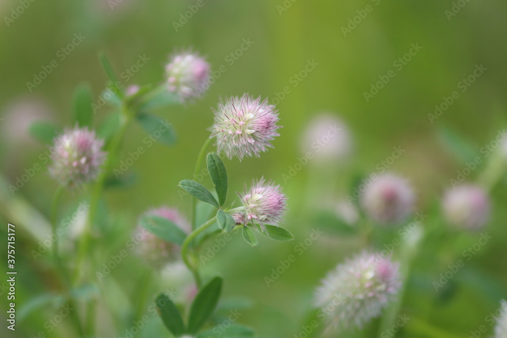 Trifolium arvense or Hare's foot trefoil or rabbitfoot clover or rabbits-foot clover or hare's foot cloveк. Delicate pink flowers of Haresfoot trefoil on a green meadow on a sunny summer day. Trifolium arvense or Hare's foot trefoil or rabbitfoot clover or rabbits-foot clover or hare's foot cloveк. Delicate pink flowers of Haresfoot trefoil on a green meadow on a sunny summer day.