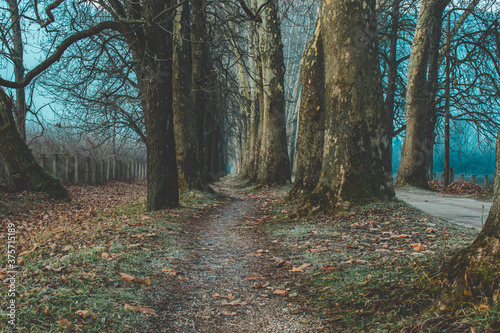 Long Path in a forest in Autumn