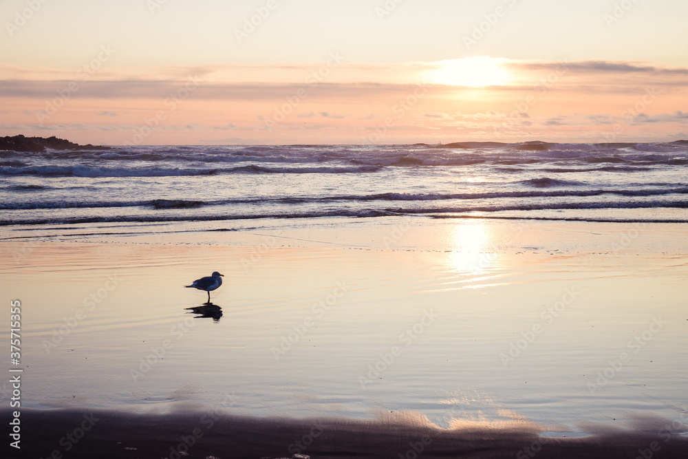 Lone Seagull with Reflection on Ocean Beach at Sunset