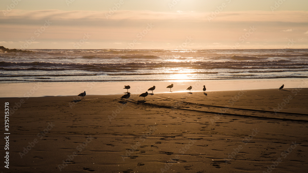 Silhouette of Seagulls on Ocean Beach at Sunset Panorama