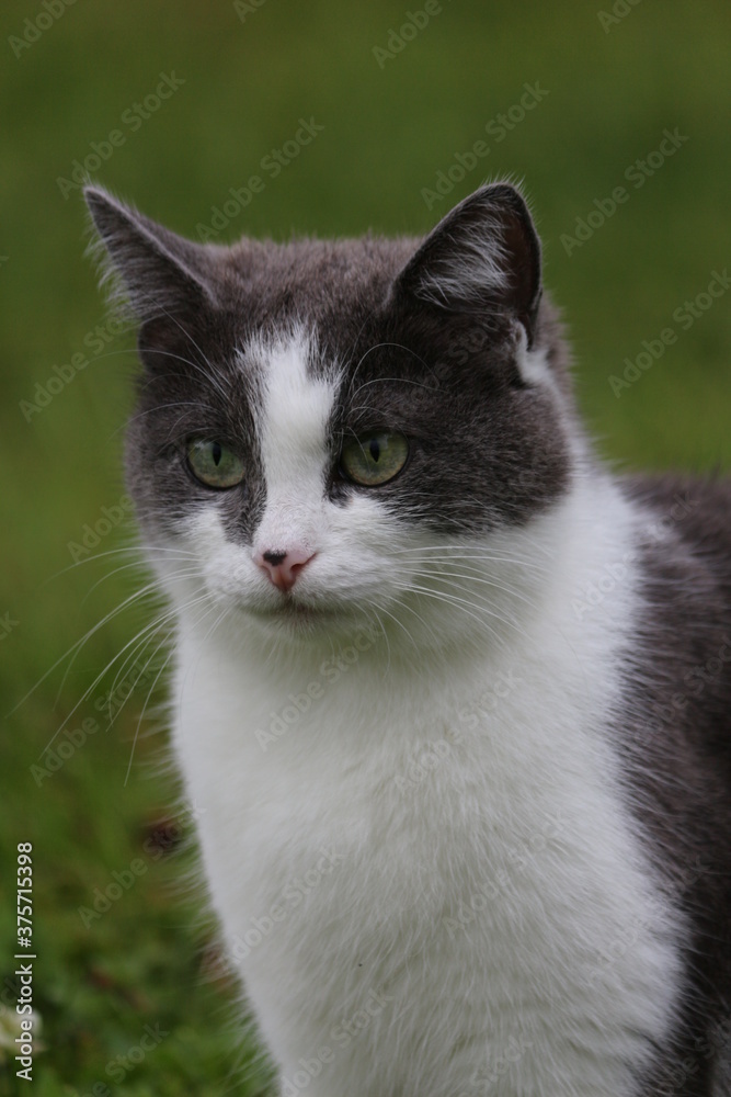 Portrait of a beautiful cat of gray smoky color with expressive green eyes on a background of green grass. Cute cat in a green garden close-up. Portrait of a beautiful cat of gray smoky color with expressive green eyes on a background of green grass. Cute cat in a green garden close-up.