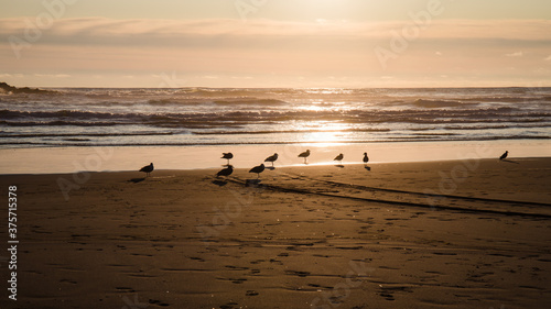 Silhouette of Seagulls on Ocean Beach at Sunset Panorama