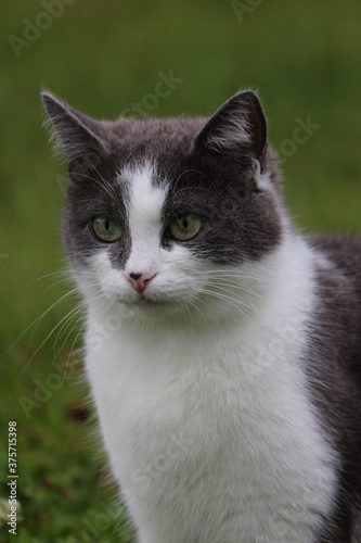 Portrait of a beautiful cat of gray smoky color with expressive green eyes on a background of green grass. Cute cat in a green garden close-up.
