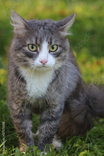 A beautiful fluffy brown-gray tabby cat with bright yellow-green eyes looks intently into the distance against the background of bright green-yellow grass in the autumn garden. Portrait of a cat.
