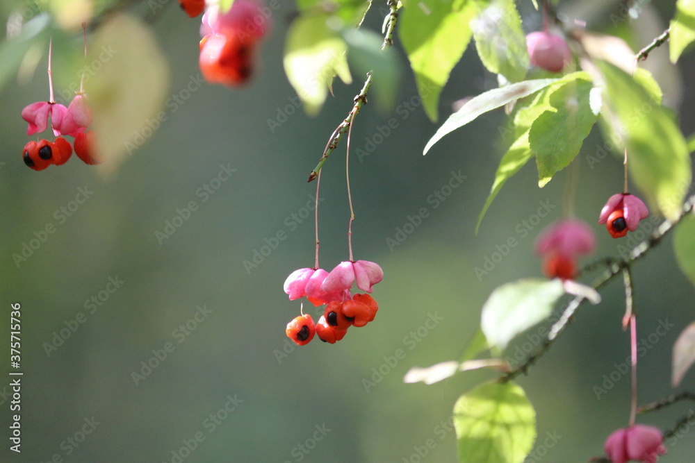 Euonymus verrucosus or Warty-barked Spindle. Ripe pink orange poisonous wild berries on a green slightly yellowed branch close-up in the forest on a sunny last day of summer. Sunny autumn nature. Euonymus verrucosus or Warty-barked Spindle. Ripe pink orange poisonous wild berries on a green slightly yellowed branch close-up in the forest on a sunny last day of summer. Sunny autumn nature.