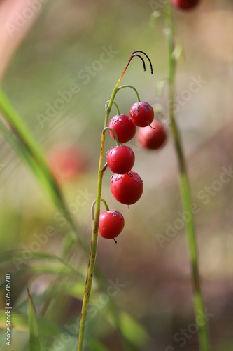 Convallaria majalis or European lily of the valley or Konwalia majowa. Ripe red fruits of lily of the valley may on a thin yellowed stem close-up in the forest on a sunny day. Red wild berries macro.