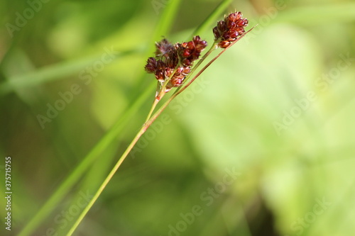 Luzula multiflora or common woodrush or heath wood-rush. 
Ripe spikelet of grass with red seeds on a sunny summer day against the background of a green meadow.  Field herbs close up. Autumn soon.