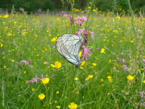 White butterflies with a black pattern on their wings sit on pink flowers of cuckooflower on a green flowering meadow on a sunny summer day. Black-veined White or Aporia crataegi. 