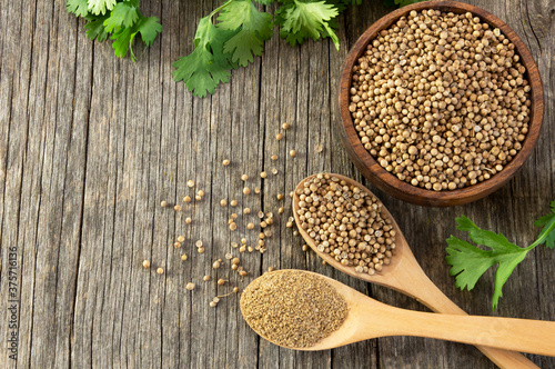 Принти на полотні coriander seeds and powder in wooden spoon with fresh cilantro leaves on wooden