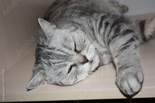 beautiful silver scottish straight cat