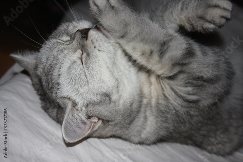 beautiful silver scottish straight cat