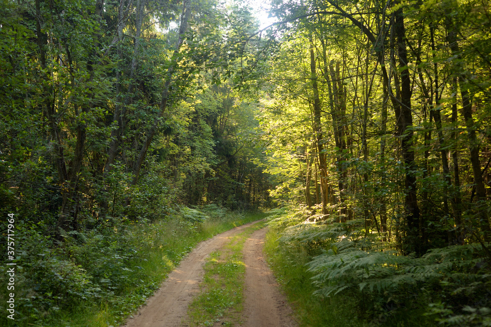 Fototapeta premium Path in a pine forest.