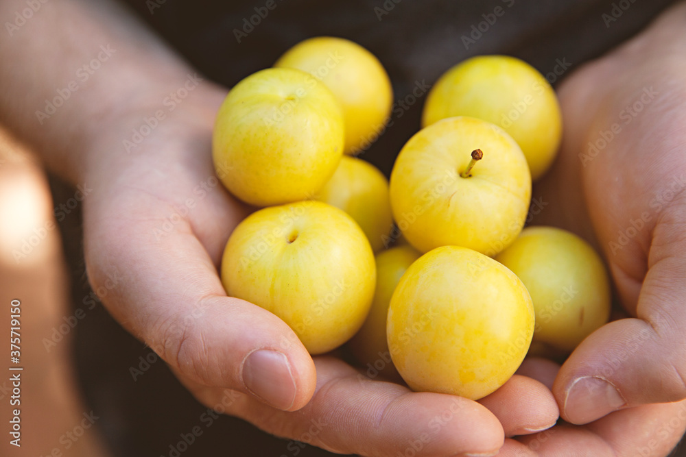 close up of handpicked plums from a backyard plum tree close up of handpicked plums from a backyard plum tree
