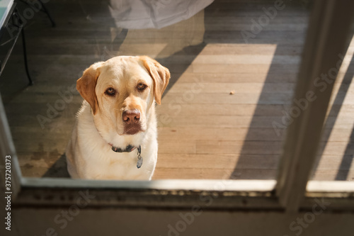 Yellow dog looking at camera through window of house