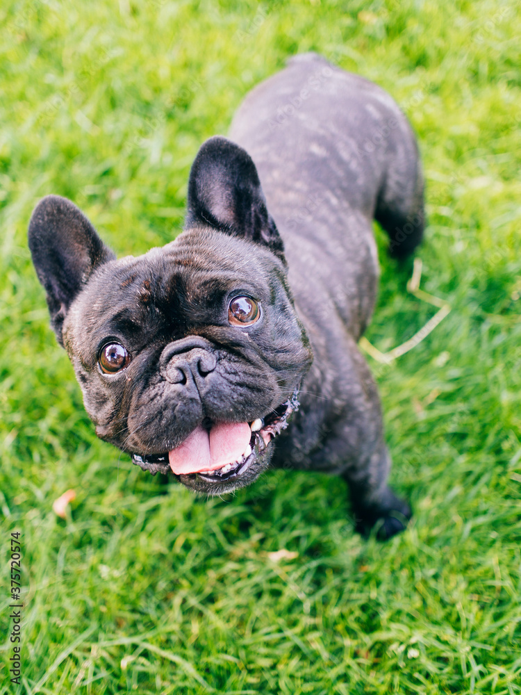 French bulldog on grass French bulldog on grass