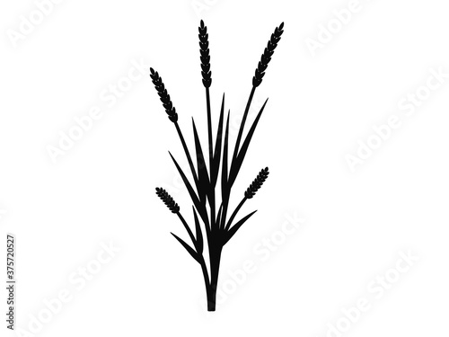 Silhouette of grass with inflorescences spike
