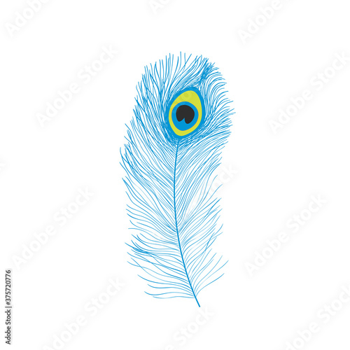 Peacock feathers, flat style. Straight and curved. Blue colored feathers of exotic birds