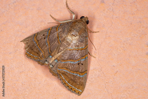 Underwing moth of the species Eulepidotis caeruleilinea photo