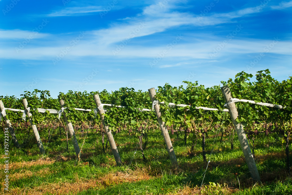 rows of pinot grigio grapes