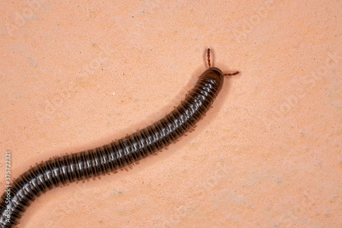 Parajulid Millipede of the Family Parajulidae with selective focus photo
