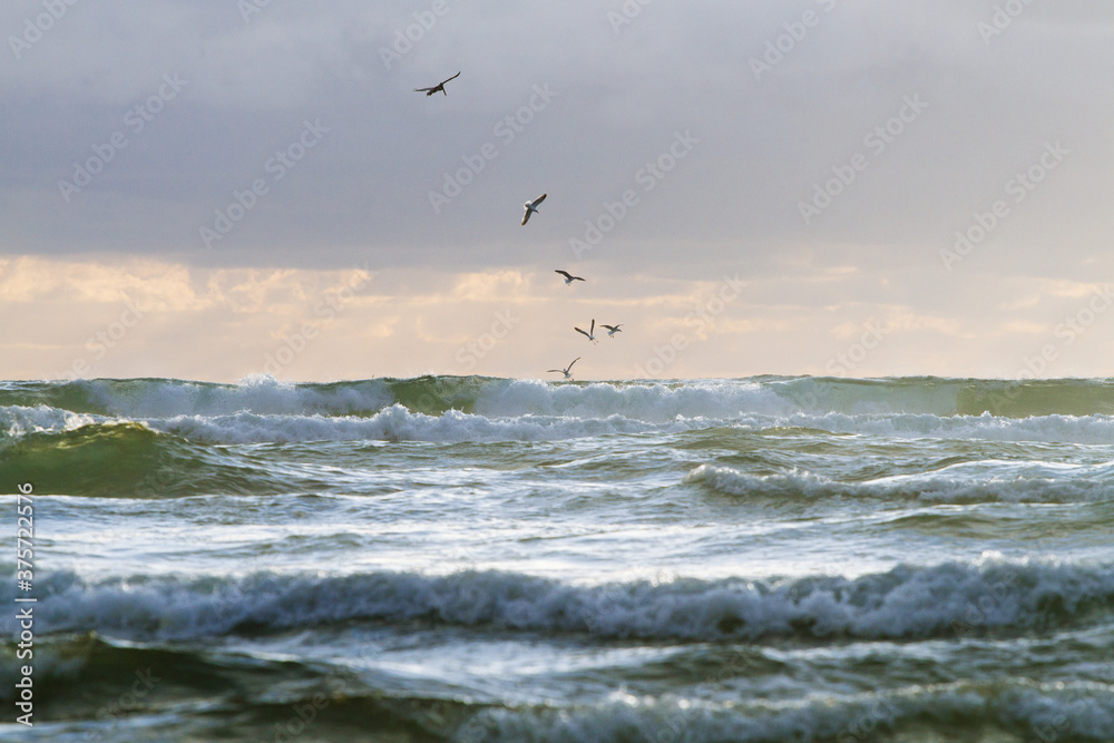 Flock of pelicans diving into the ocean for fish Flock of pelicans diving into the ocean for fish