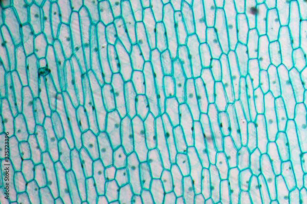 Onion epidermis w.m Stock Photo Adobe Stock