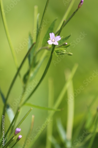 A tiny pale pink willowherb flower on a sunny summer day in a bright green meadow. Pink wild flower close-up on a green blurred background. Beautiful natural background.