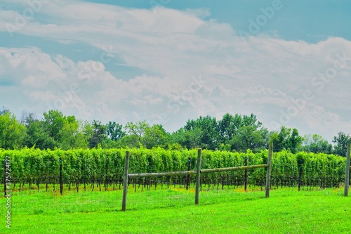 vineyard in maryland