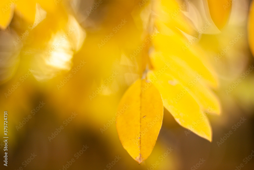 Obraz premium Autumn falling natural yellow orange leaves bokeh on trees. Blurred background and banner concept with copy space
