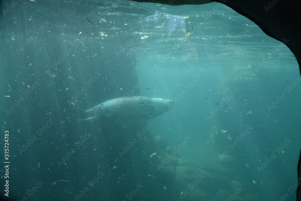 Fototapeta premium Seal under water 